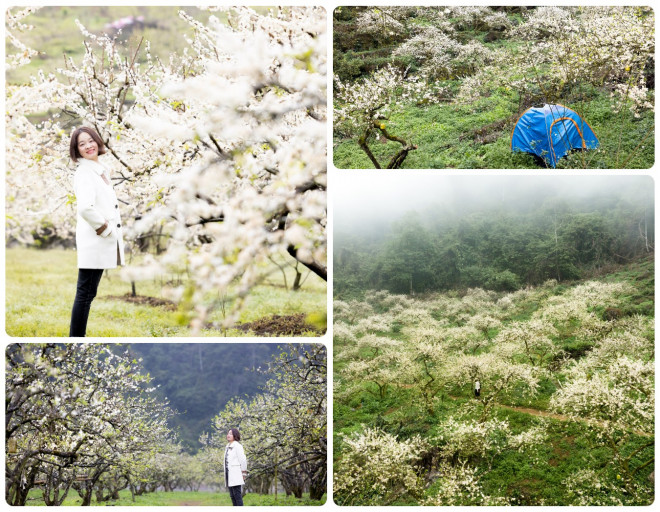 Hoa mận Mộc Châu nở trắng rừng, du khách tấp nập tới check-in - 6