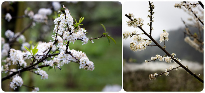 Hoa mận Mộc Châu nở trắng rừng, du khách tấp nập tới check-in - 7