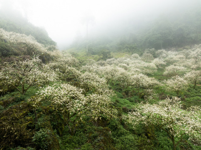 Hoa mận Mộc Châu nở trắng rừng, du khách tấp nập tới check-in - 8