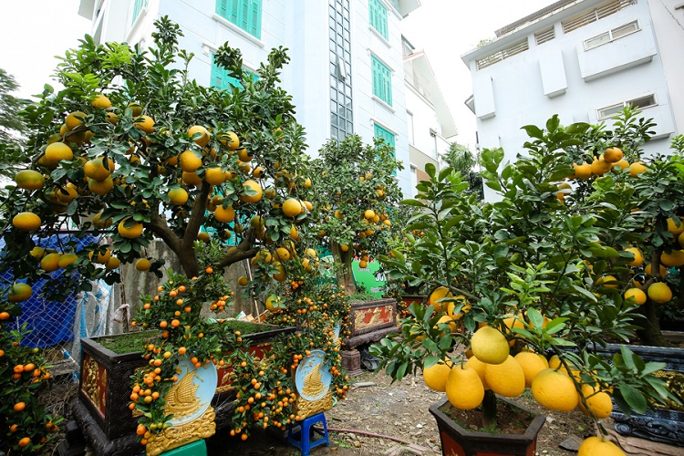 “Đốt tiền” kiểu đại gia: Chi vài chục triệu mua cây bưởi Diễn 100 quả để chơi Tết - 11