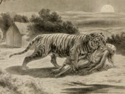 Đằng sau chuyện con hổ “quỷ dữ” giết hại hơn 400 người