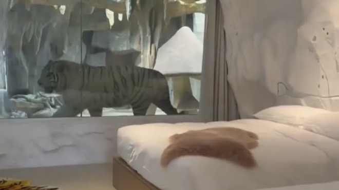 Phòng khách sạn cho &#34;người ngủ trước mặt hổ&#34; ở Trung Quốc - 1