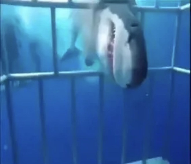 Video: Khoảnh khắc cá mập lao xuyên đầu qua khe lồng sắt để tấn công người gây hãi hùng - 1