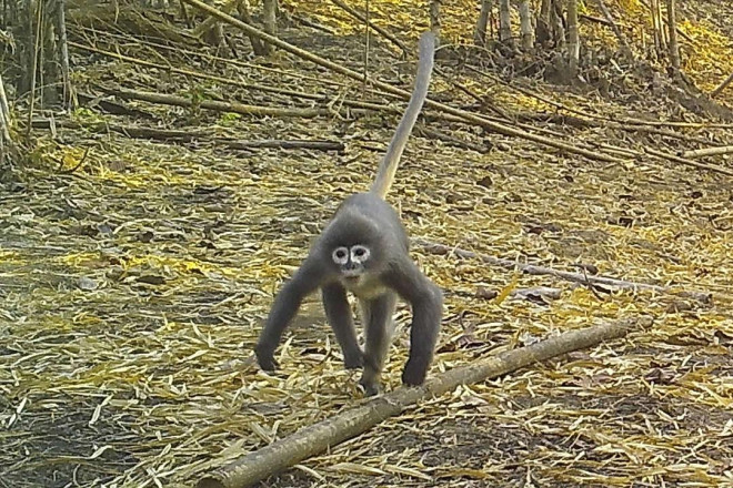 Tìm thấy &#34;khỉ ma&#34; ở vùng sông Mê Kông - 1