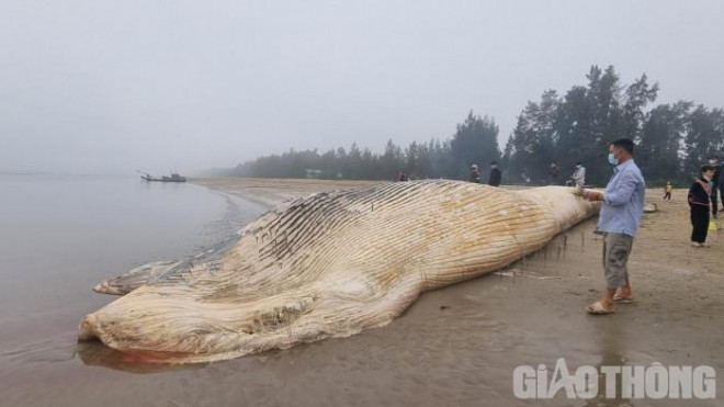 Phát hiện xác cá voi gần 10 tấn trôi dạt vào bờ biển Thanh Hóa - 1