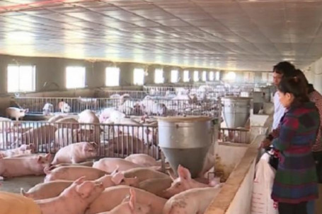 Giá lợn hơi “thoát sàn” những ngày cận tết, người chăn nuôi phấn khởi kỳ vọng mức giá mới