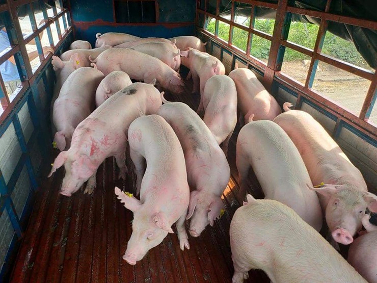 Giá lợn hơi “thoát sàn” những ngày cận tết, người chăn nuôi phấn khởi kỳ vọng mức giá mới - 1