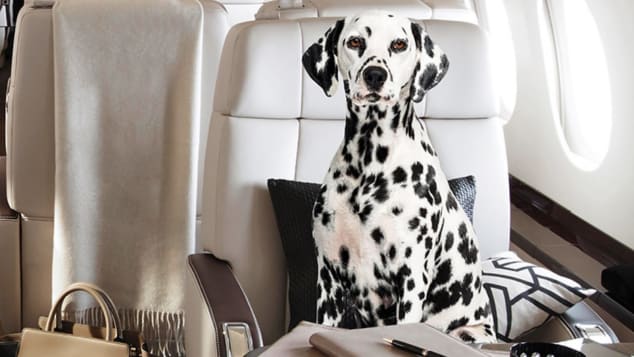 Bạn có một chú thú cưng đáng yêu và muốn cùng nó trải nghiệm các chuyến bay tuyệt vời trên máy bay riêng? Hãy xem hình ảnh để thấy các chuyến bay vui nhộn và đầy thú vị với chú thú cưng của bạn trên chuyến hàng không riêng của mình.
