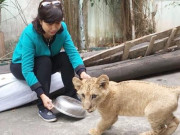 Bí mật nghề chăm sóc "chúa sơn lâm"