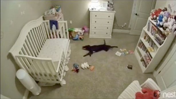 Clip: Phản ứng của chú chó khi lẻn vào phòng của em bé “gây sốt” - 1