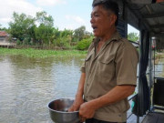 Đàn cá hàng ngàn con trú ngụ nơi bến đò ở Cái Bè không chịu rời đi