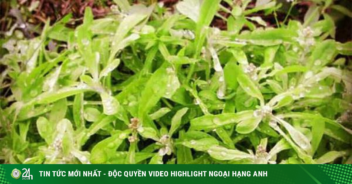 12 bài thuốc từ cây rau khúc