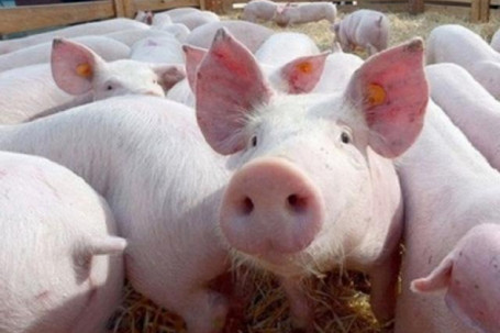 Giá lợn hơi tiếp tục giữ đà tăng tốt sau Tết: Nguyên nhân vì sao?