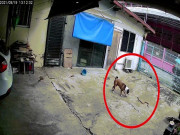Video: Rắn hổ mang "hùng hổ" tấn công chó khi mò vào nhà dân