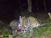 Kiểm lâm Thái Lan ráo riết truy tìm con hổ 3 chân
