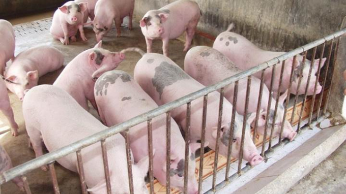 Lợn hơi bắt đầu chững giá, diễn biến bất ngờ của giá lợn tại các công ty thực phẩm - 1