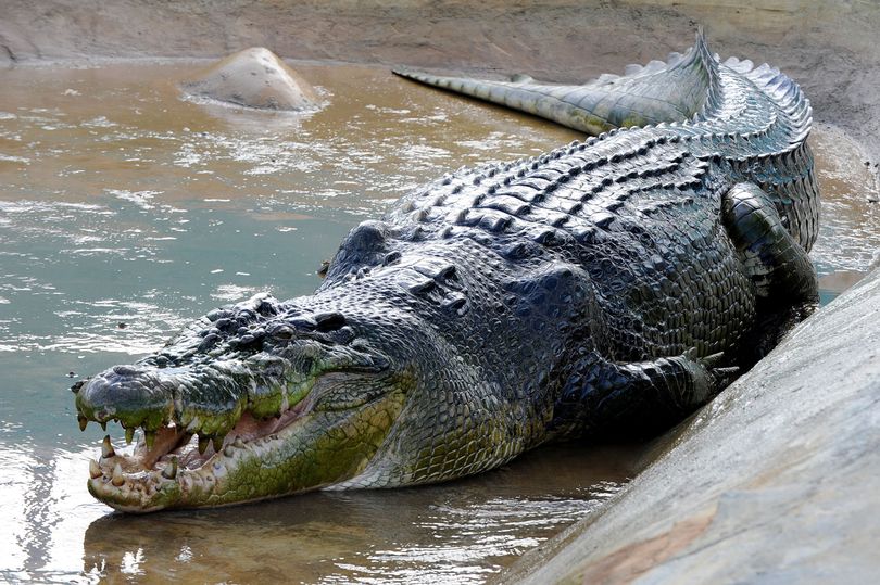 Chuyện cá sấu khổng lồ chết vì “stress” sau hai năm sống nuôi nhốt vì ăn thịt người - 1
