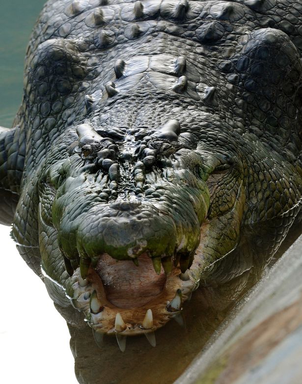 Chuyện cá sấu khổng lồ chết vì “stress” sau hai năm sống nuôi nhốt vì ăn thịt người - 3
