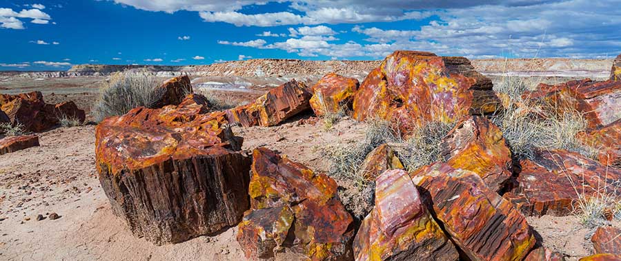 Những thân cây hóa thạch sặc sỡ có từ 200 triệu năm trước xuất hiện nhiều nhất ở nơi này - 1