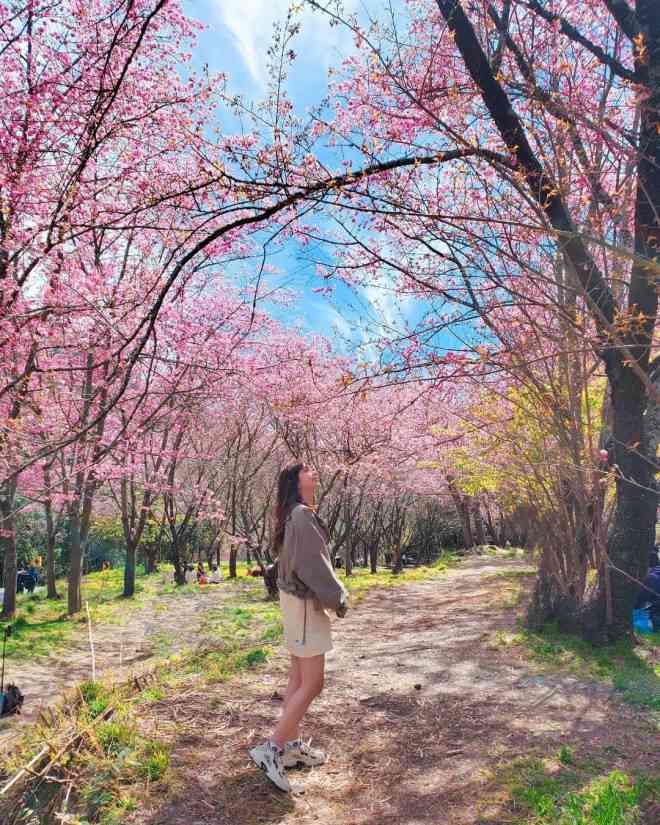 Nông trường hoa Anh Đào rực rỡ đầu xuân 1645764876 1645676946 ig doraguo width1080height1350 Nông trường hoa Anh Đào rực rỡ đầu xuân