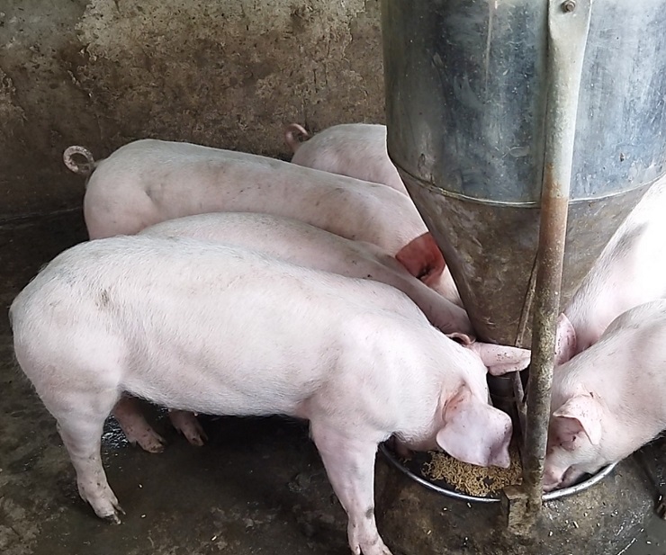 Giá lợn hơi liên tục đi xuống nhưng giá thịt lợn ngoài chợ vẫn neo ở mức cao - 1