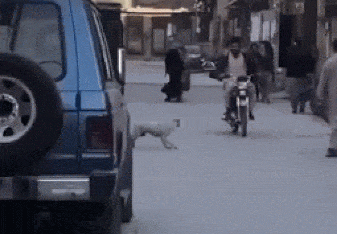 Clip: Bị chó đuổi, lái xe máy tông thẳng vào ô tô rất nguy hiểm - 1