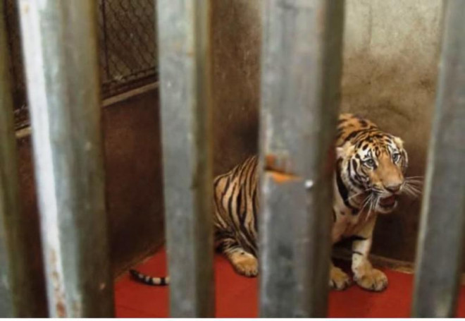 Người nuôi nhốt 14 con hổ như nuôi heo ở Nghệ An bị phạt 7 năm tù - 1