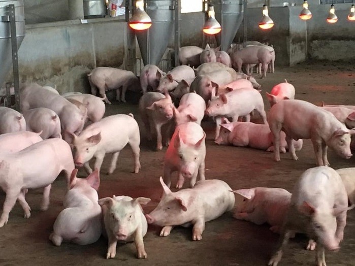 Giá lợn hơi tiếp tục lao dốc, giá thịt tại công ty thực phẩm giảm mạnh - 1