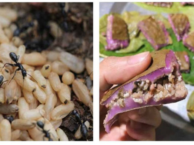 Đặc sản 3 miền - Bánh trứng kiến