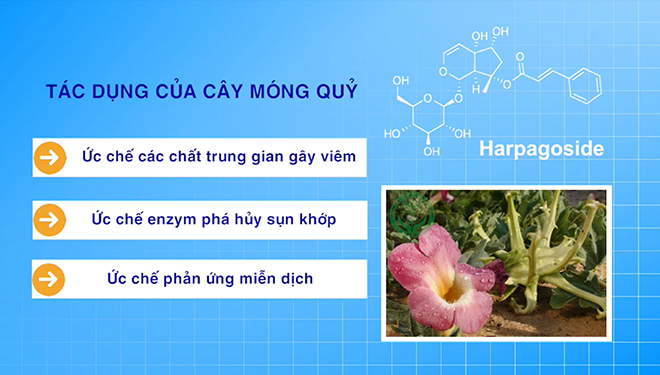 Bộ đôi cây móng quỷ và vỏ liễu trắng - Thảo dược cho người bị đau nhức xương khớp - 2