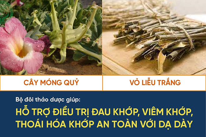 Bộ đôi cây móng quỷ và vỏ liễu trắng - Thảo dược cho người bị đau nhức xương khớp - 3