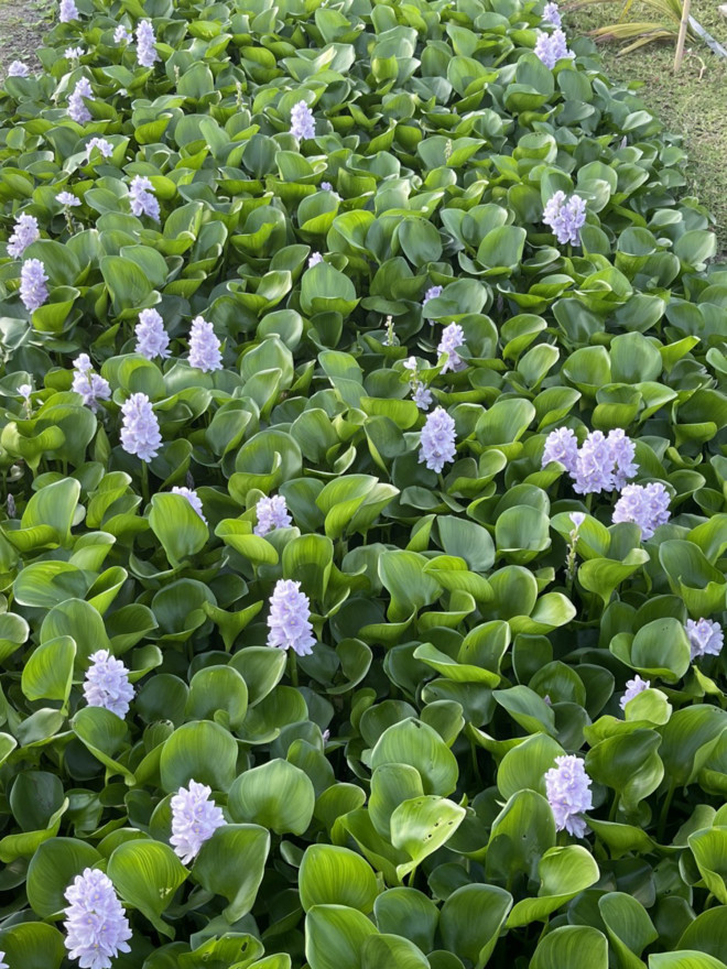 Giới trẻ nườm nượp tới check-in cánh đồng hoa muôn sắc ở Bạc Liêu - 7