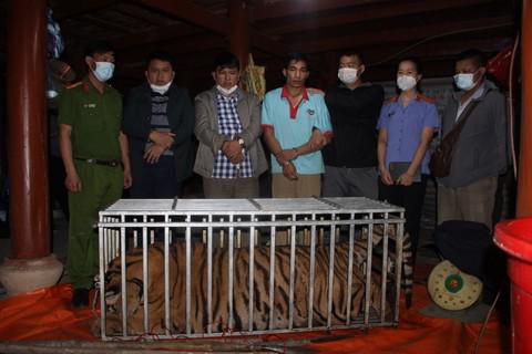 Bắt quả tang vụ dùng kích điện giết con hổ nặng 220 kg để nấu cao - 1