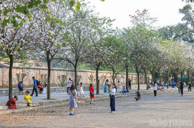 Đẹp nao lòng mùa hoa tháng 3 trên những tuyến phố Hà Nội - 1
