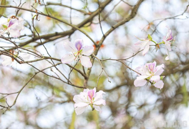 Đẹp nao lòng mùa hoa tháng 3 trên những tuyến phố Hà Nội - 2