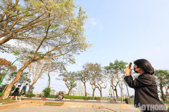 Đẹp nao lòng mùa hoa tháng 3 trên những tuyến phố Hà Nội - 9
