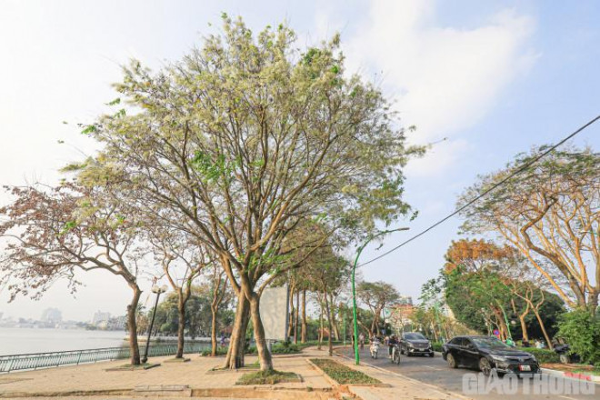 Đẹp nao lòng mùa hoa tháng 3 trên những tuyến phố Hà Nội - 7