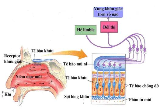 Mất ngửi hậu COVID-19, có thuốc nào để chữa? - 1