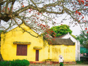Vẻ đẹp hoa gạo