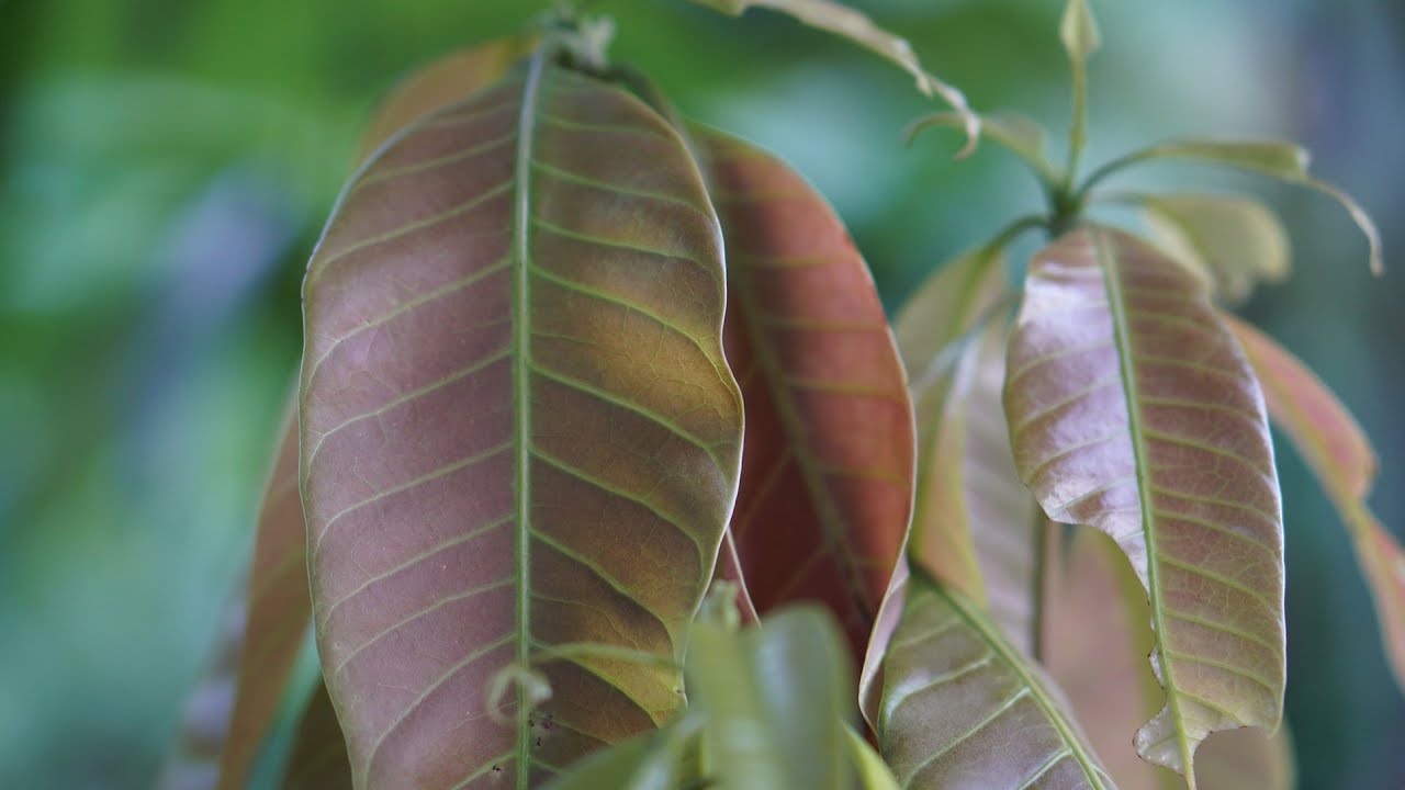 Không ngờ loại lá cây thân thuộc này lại có công dụng chữa bệnh tuyệt vời đến thế - 5