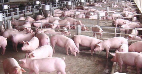 Giá lợn hơi ở mức thấp trong khi các công ty thực phẩm vẫn bán giá cao ngất ngưởng - 1