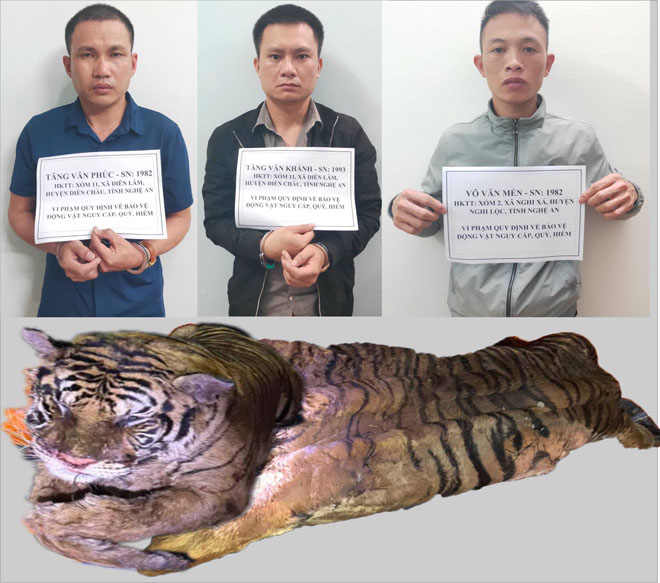 Phát hiện con hổ nặng hơn 2 tạ trên xe ô tô có "tuyệt chiêu" đổi màu biển số - 1