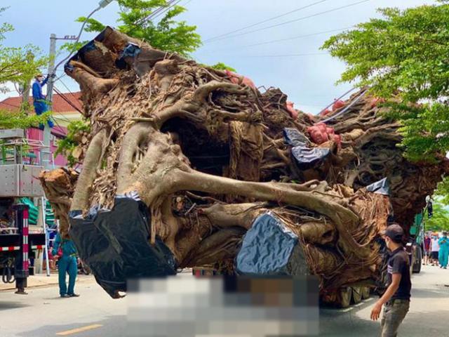 Nhiều xe hạng nặng di dời cây đa cổ thụ hơn 200 năm tuổi ở Quảng Ngãi