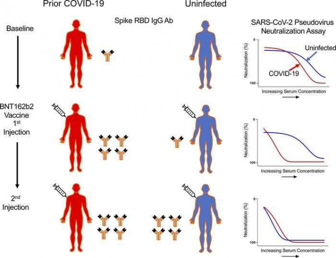 Phát hiện tình huống ngược tạo siêu kháng thể với Covid-19 - 1