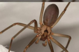 Bệnh lạ: Hai người bị phá hủy hệ miễn dịch sau khi bị nhện nâu cắn