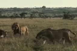 Sư tử đực một mình chống trả 4 sư tử cái tấn công
