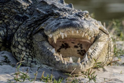 Kịch tính những trận chiến giữa các ”quái thú” với cá sấu