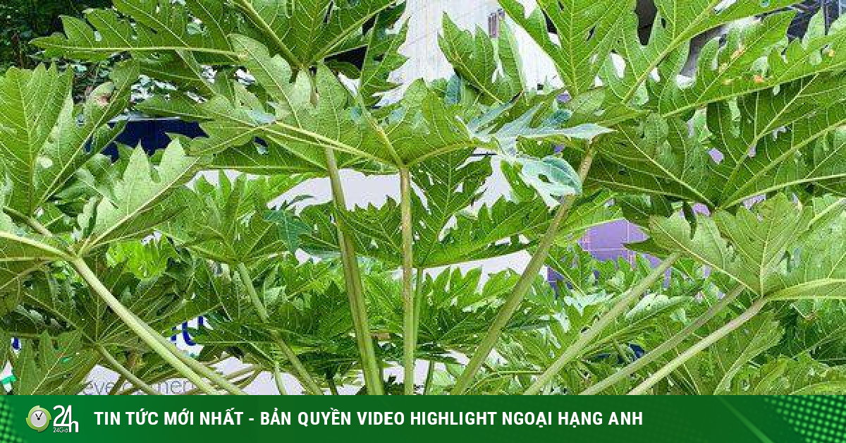Đu đủ bonsai chục triệu đồng/cây chào Tết Quý Mão