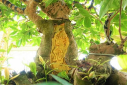 Dàn mai dát vàng SJC trị giá bạc tỷ bất ngờ đạt kỷ lục thế giới