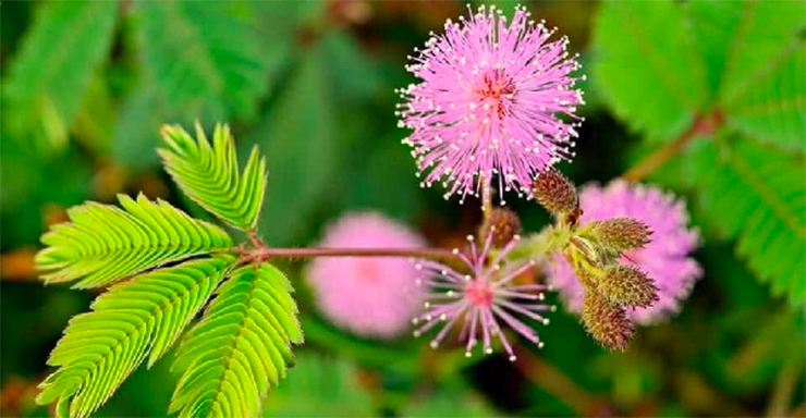  Cây hoa trinh nữ (hay còn gọi là cây mimosa, cây xấu hổ…) vốn là cây dại mọc ở ven đường

